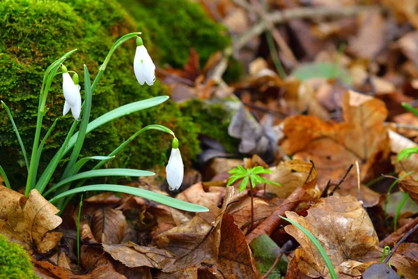 Gota Neve Flores Galanthus Brown Deixa Fundo Copiar Espaço Direita — Fotografia de Stock