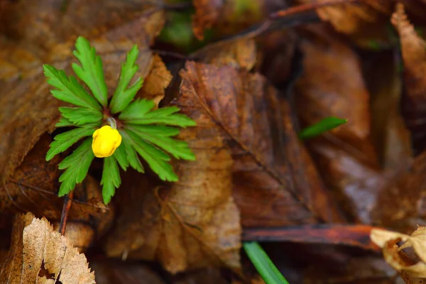 Flor Manteiga Rasteira Ranunculus Repens Tellow Flor Floresta Fundo Folhas — Fotografia de Stock