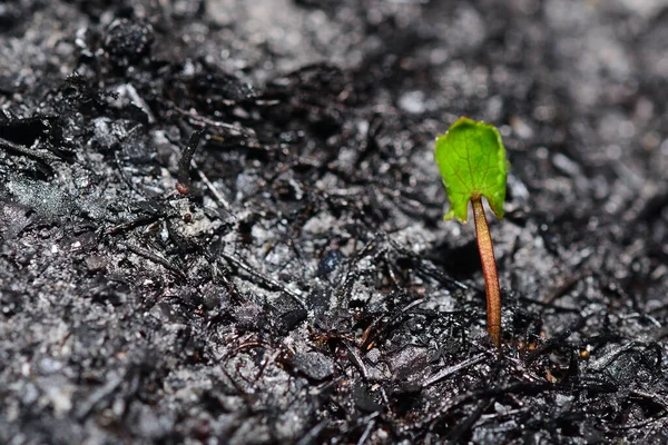 Sprout rises over burnt ground. Grass ash after arson. Recovery after massive crysis. Future resurrection. Copy space on the left.