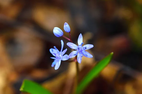 Yabani Mavi Scilla Çiçeği Yakından — Stok fotoğraf