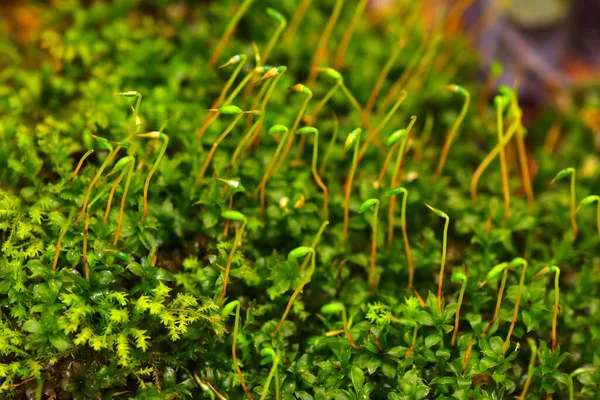 Forest Moss Close Bright Green Color — Stock Photo, Image