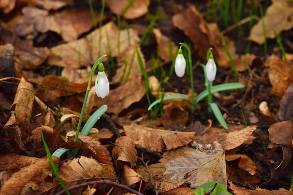 Three Snowdrop Galanthus Flowers Brown Leaves Background — Stock Photo, Image