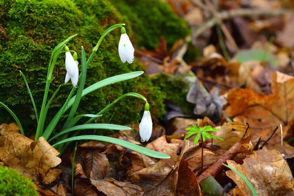 Gota Neve Flores Galanthus Floresta Espaço Cópia — Fotografia de Stock