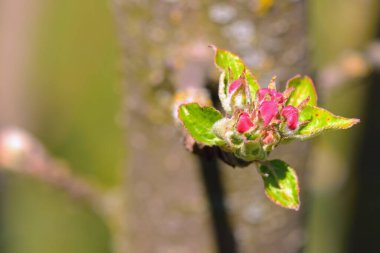 Bahar bahçesindeki genç bir elma ağacının çiçeği.