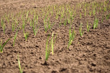 Yeşil soğan tarlada. Bulanık kopyalama alanı.