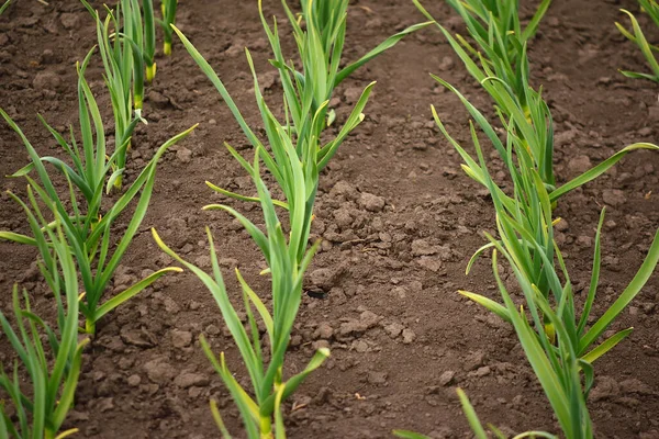 Garlic Plantation Rows Plants Field Organic Horticulture — Stock Photo, Image