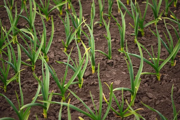 Plantação Alho Fileiras Plantas Campo Horticultura Biológica — Fotografia de Stock