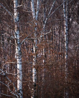 Slovakya 'nın Turiec bölgesinde gümüş huş ağacı ormanı
