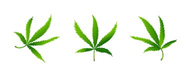 Esrar ya da marihuana yaprağı seti