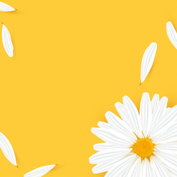 Template banner with realistic chamomile — Stockvektor