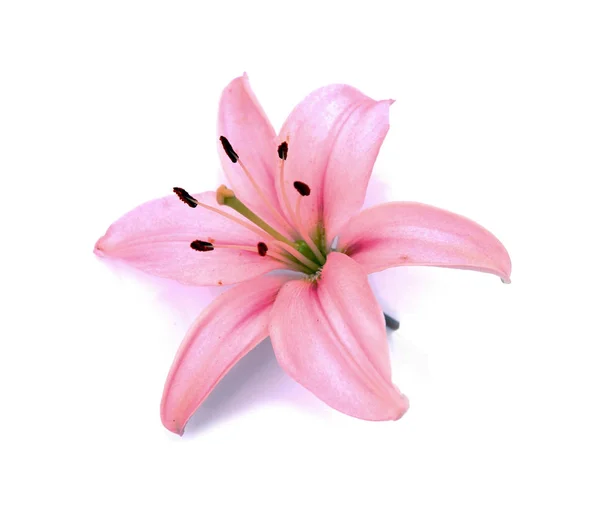 Rózsaszín Liliom Virág Fókusz Képet — Stock Fotó