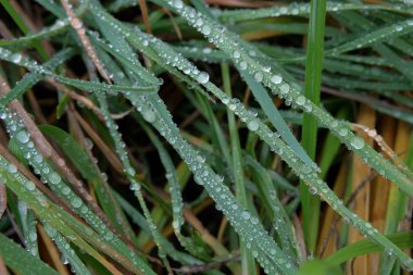Yeşil çimlerin üzerinde bir damla su. Hava tahmini, yağmur tahmini.
