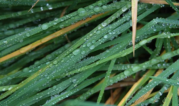 Wassertropfen Auf Dem Grünen Gras Wettervorhersage Regenvorhersage — Stockfoto