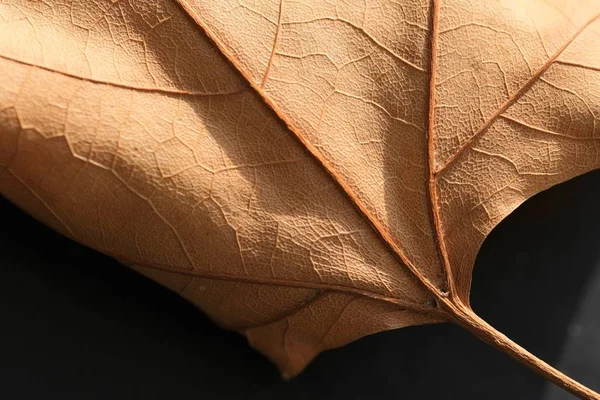 Αφηρημένη Εικόνα Φύλλου Σφενδάμου Κοντινό Πλάνο Αφηρημένο Φόντο Φύλλων Σφενδάμου — Φωτογραφία Αρχείου