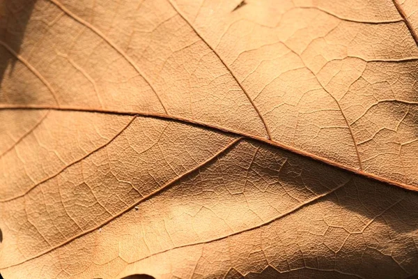 Abstract Image Maple Leaf Close Abstract Maple Leaf Background — ストック写真