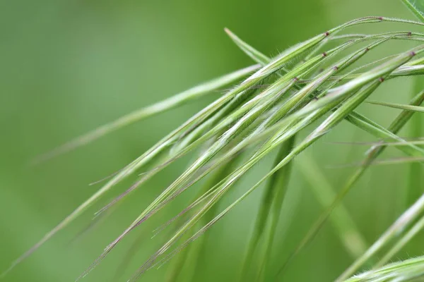 Frühlingsgras Großaufnahme Auf Grünem Hintergrund Frühling Abstrakte Komposition — Stockfoto