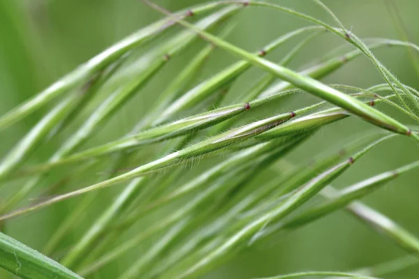 Frühlingsgras Großaufnahme Auf Grünem Hintergrund Frühling Abstrakte Komposition — Stockfoto