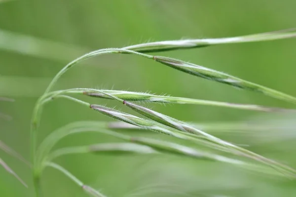 Primavera Hierba Primer Plano Sobre Fondo Verde Composición Abstracta Primavera — Foto de Stock