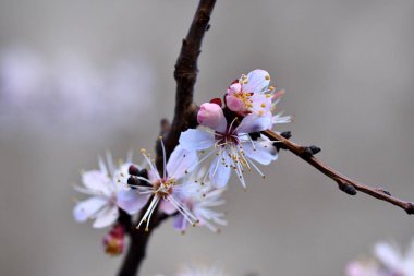 Kayısı çiçeği. Güzel çiçeklerle kaplı bir kayısı ağacının dalı..
