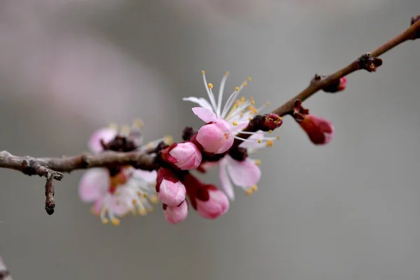 Apricot Blossom Branch Apricot Tree Covered Beautiful Flowers — Stock Photo, Image