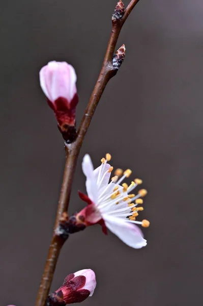 Floraison Abricots Une Branche Abricot Couverte Belles Fleurs — Photo