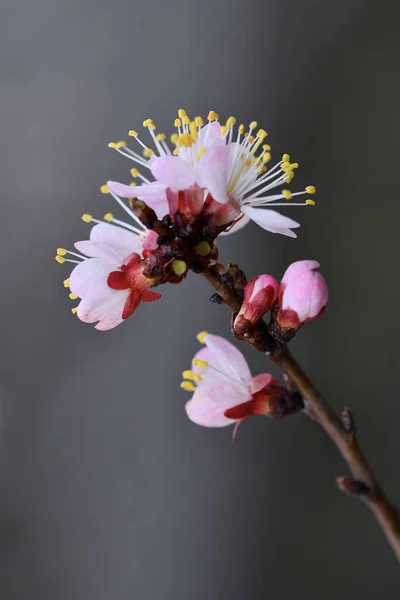 Kayısı Çiçeği Güzel Çiçeklerle Kaplı Bir Kayısı Ağacının Dalı — Stok fotoğraf