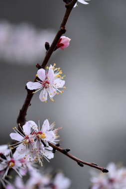 Bahar çiçekli kayısı. Güzel kayısı çiçekleri, yakından..