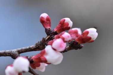 Bahar çiçekli kayısı. Güzel kayısı çiçekleri, yakından..