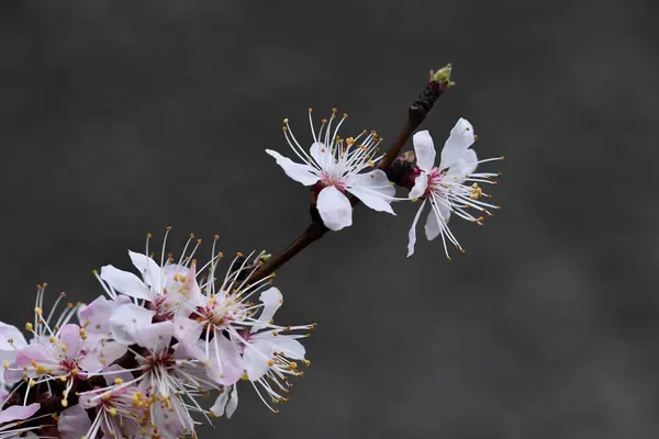 Spring Flowering Apricot Beautiful Apricot Flowers Close — Stock Photo, Image