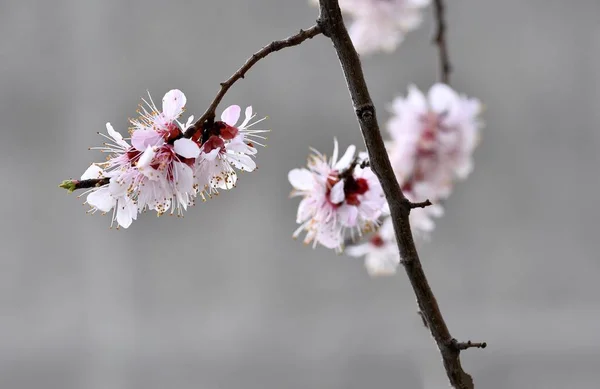 Spring Flowering Apricot Beautiful Apricot Flowers Close — Stock Photo, Image