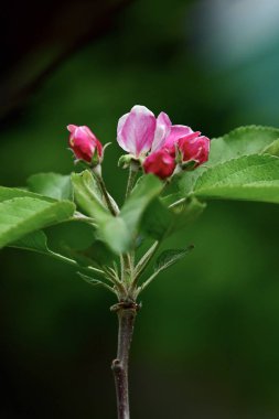 Elma çiçeği yakın plan. Bahar çiçekleri. Bahar arkaplanı 