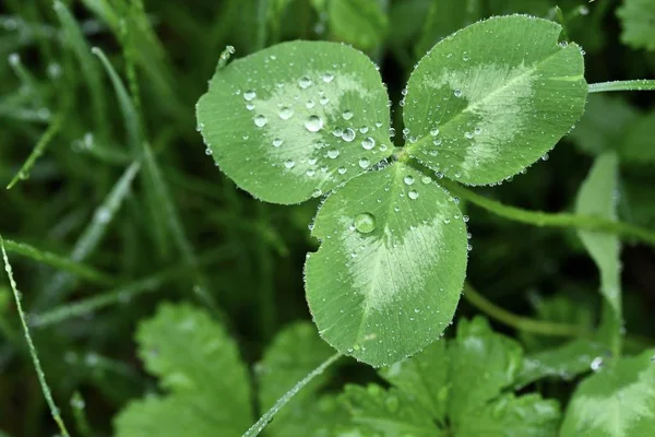 Clover Leaves Beautiful Raindrops Close Spring Background — Stock Photo, Image