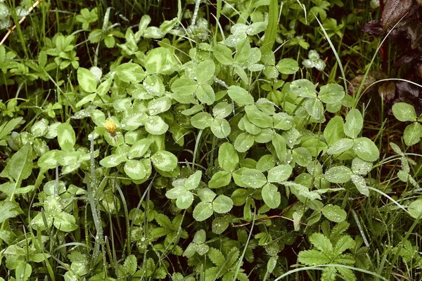 Hojas Trébol Con Hermosas Gotas Lluvia Cerca Fondo Primavera — Foto de Stock