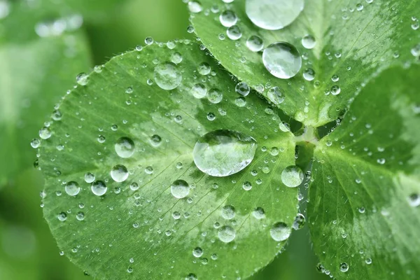 Clover Leaves Beautiful Raindrops Close Spring Background — Stock Photo, Image