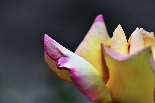 Beautiful Rose Petals Close Macro Photography Abstract Photography — Stock Photo, Image