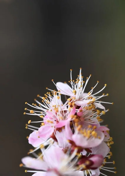 Wiosną Delikatne Kwiaty Moreli Bliska Rama Pionowa — Zdjęcie stockowe
