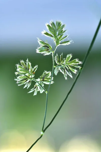 Green Grass Close Beautifully Illuminated Sunlight Macro Photography Stock Picture