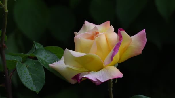 Όμορφο Τριαντάφυλλο Λουλούδι Σταγόνες Βροχής Ένα Φόντο Πράσινο Φύλλωμα — Αρχείο Βίντεο