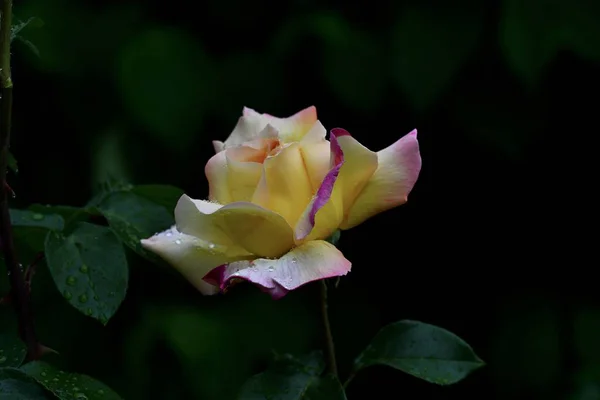 Beautiful Rose Flower Raindrops Background Green Foliage — Stock Photo, Image
