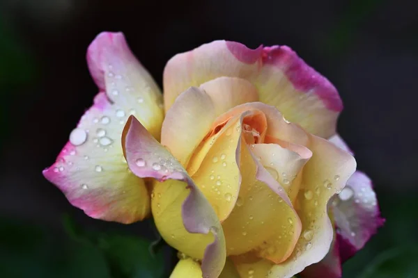 Hermosa Flor Rosa Con Gotas Lluvia Sobre Fondo Follaje Verde —  Fotos de Stock