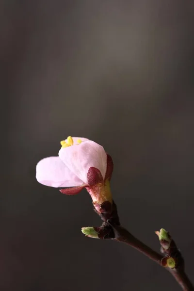 Fleurs Printanières Branche Abricot Avec Belles Fleurs Fermer Composition Verticale — Photo