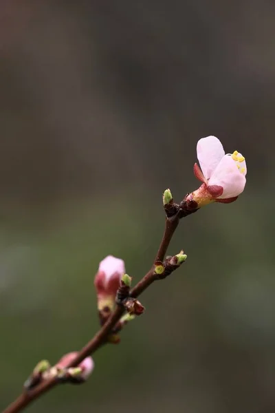 Fleurs Printanières Branche Abricot Avec Belles Fleurs Fermer Composition Verticale — Photo