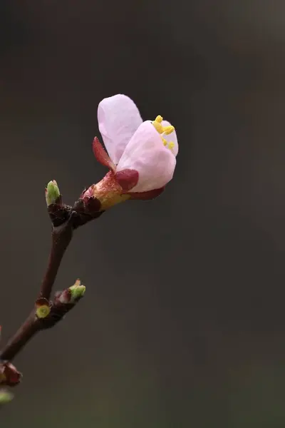 Tavaszi Virágok Barackfa Gyönyörű Virágokkal Közelben Keret Függőleges Összetétele — Stock Fotó
