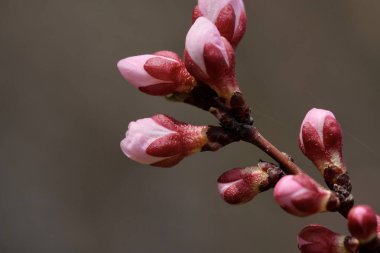 Bahar çiçekleri. Kayısı ağacı dalına güzel çiçekler yakın. Bahar havası.