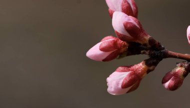 Bahar çiçekleri. Kayısı ağacı dalına güzel çiçekler yakın. Bahar havası.