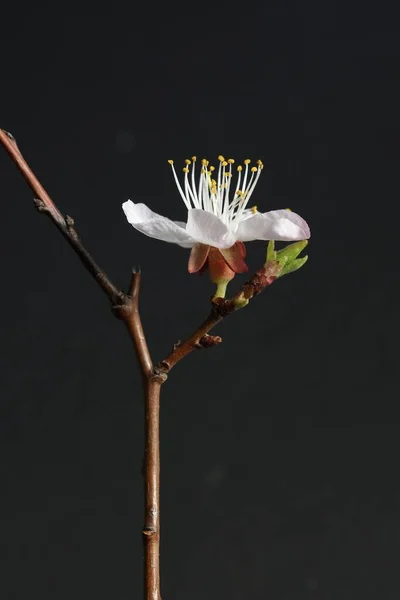Morelowa Gałąź Pięknym Białym Kwiatem Ciemnym Tle Wiosenny Kwiat Kwiat — Zdjęcie stockowe