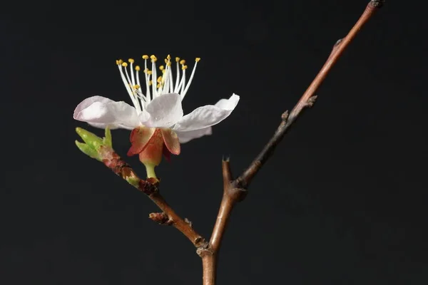 Morelowa Gałąź Pięknym Białym Kwiatem Ciemnym Tle Wiosenny Kwiat Kwiat — Zdjęcie stockowe