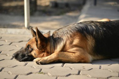 Açık havada Alman çoban köpeği portresi 