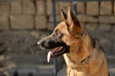 Açık havada Alman çoban köpeği portresi 