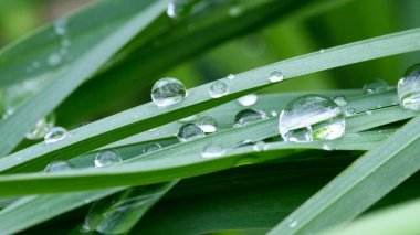 Yağmur damlaları yeşil çimen saplarını yakından kapladı. Soyut arkaplan. Yeşil arkaplan.